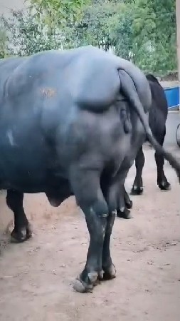 વેચવાની છે