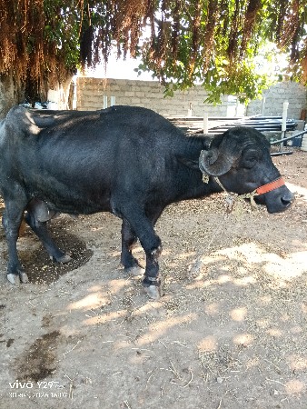 dilip bhai