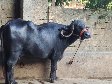 ભેંશ વેચવી છે