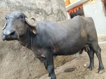 ભેંસ વેચવાની છે
