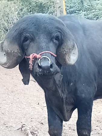 આ પાડો વેચવાનો છે