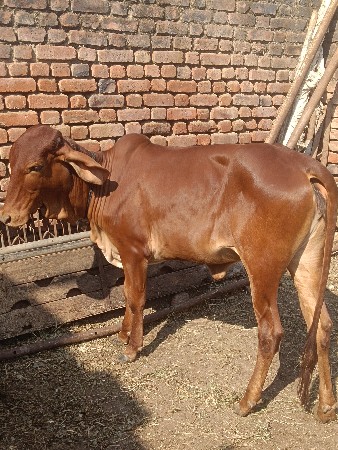 લાલ કપિલા વચડી છે