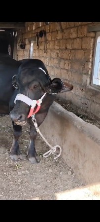 ખડેલું