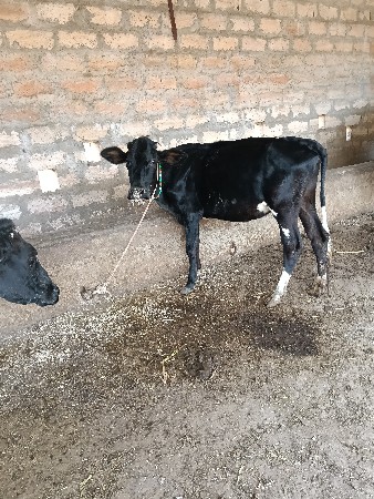 જર્સી વાછરડી બે છે