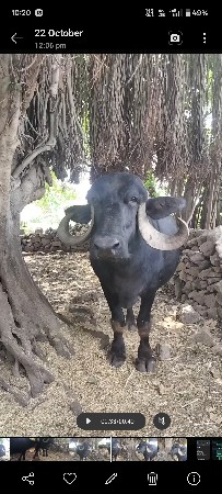 bhesh vesvani se