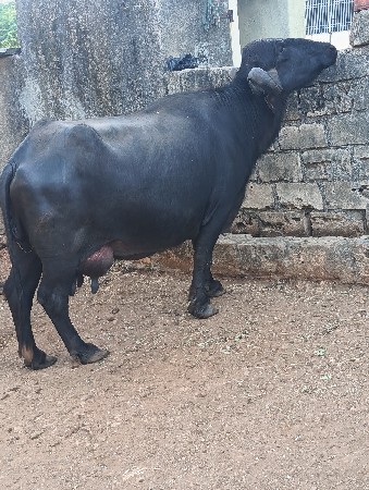 ભેંસ વેચવાની છે