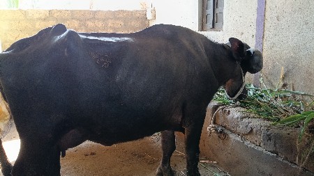 ભૈસ વેચવાની છે