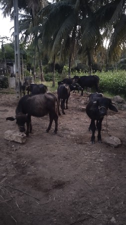 આ બધાએ વેચવાના છે
