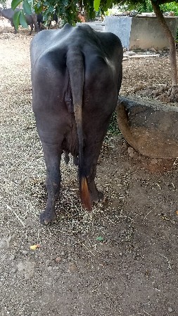 ભેંસ વેચવાની છે