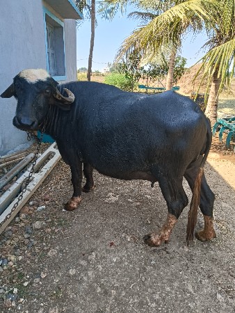 ભેંસ