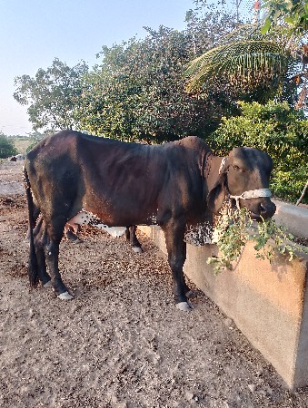 ગાય વેચવાની છે