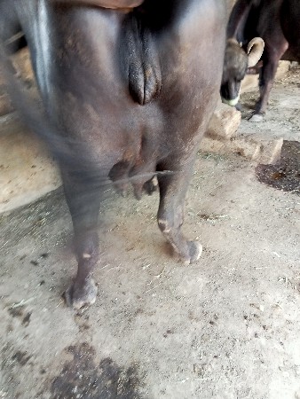 ભેંશ વેચવાનીછે