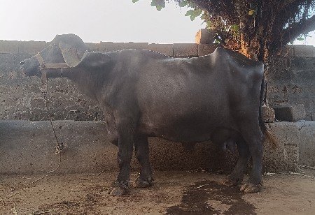 ભેસ વેચવાની છે.