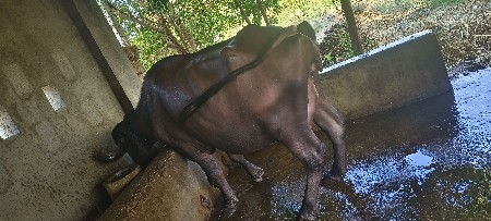 3 વેતર વ્યાસે 2 .5 ડીમાં