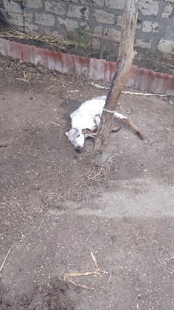 વાછડો api દેવાનો chhe1 મહિના નો