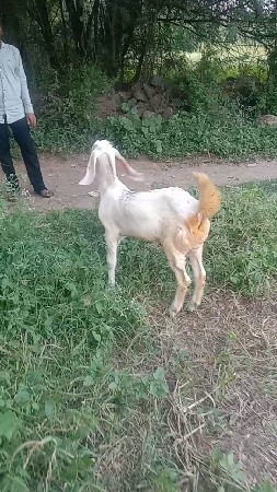 આ બંને બકરા વેચવાના છે