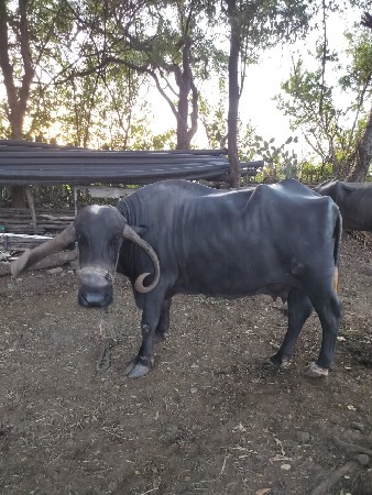 ભેંશ વેચવાની છે.