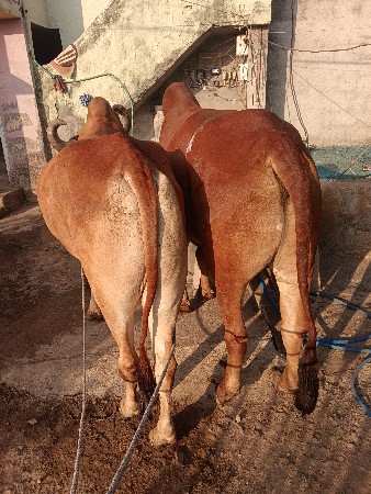 બળદ વેસવાના સે