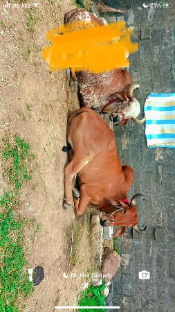 વેચવાના છે