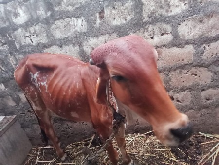 વાછડી