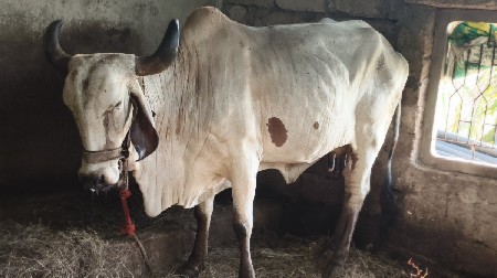 લીલડી ગાય શે