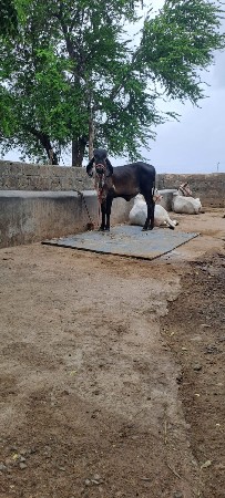 વાશડિ વેચવા નિ છે