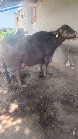 ભેંસ વેચવાની છે