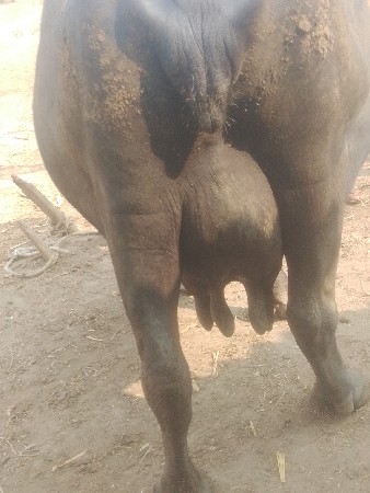 ભેંસ વેચવાની છે