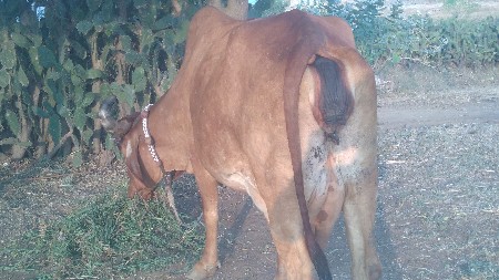 ગાચ