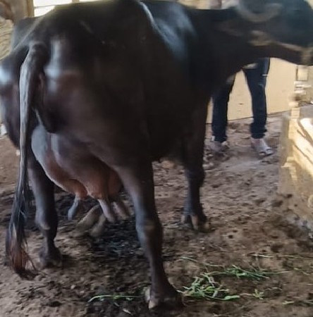 વેચવાની છે
