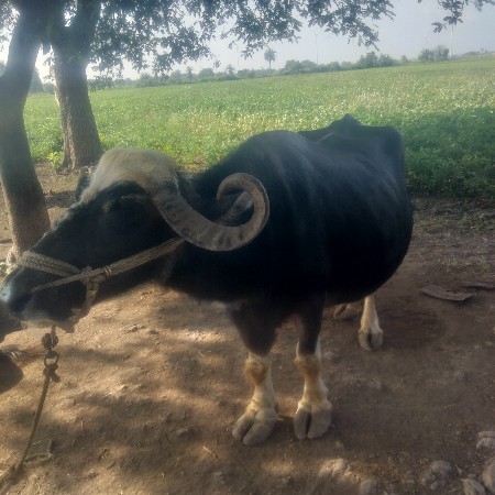 ભેંસ વેચવાની છે