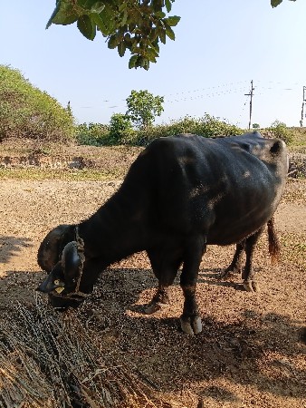 ભેસ વેચવાની છે