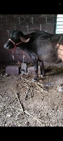 ખળેલી વેચવાની છે