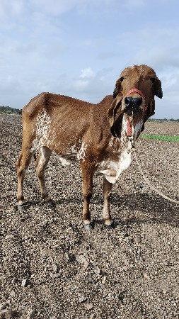 વાછડી ને હોડકી વેચવાની છે