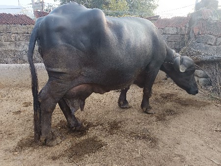 ભેંસ વેચવા ની છે