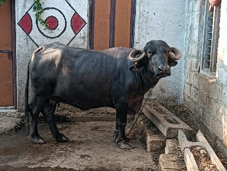 ભેંસ વેચવાની છે બે