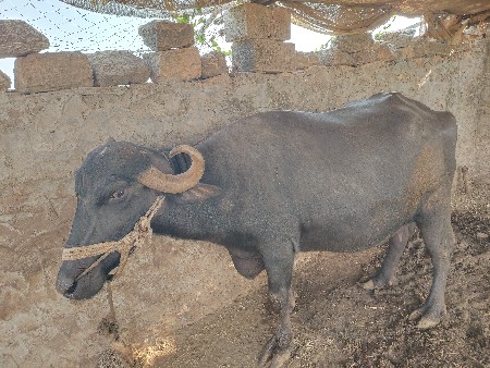 ભેંસ વેચવાની છે