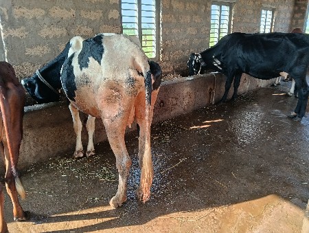 2 ગાય વેસવા ની સે