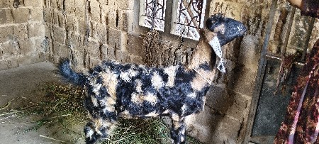 બકરી વેચવાની છે