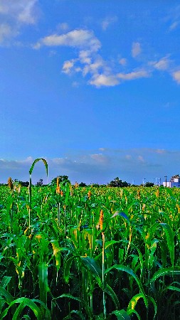 આ જુવાર નું ચારુ વેચવાનો છે