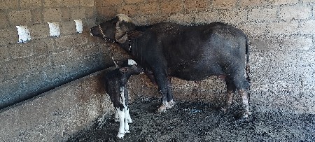ભગર ભેસ વેસવાની છે