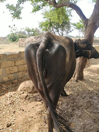 10 દીવસ ની વાર