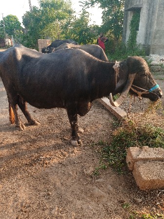 ભેંસ વેસવાની સે