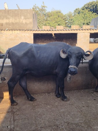 3 ખલાય વેચવાની છે 1 પાડો વેચવાનો