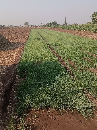 રોપ