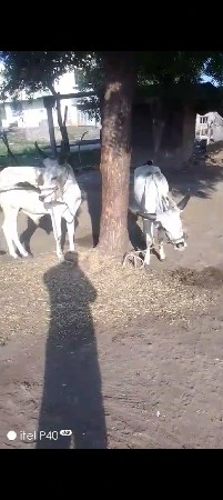 કેશોદ કેશોદ જુનાગઢ કેશોદ જુનાગઢ કે