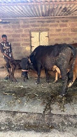 ગાય વેસવાની સે