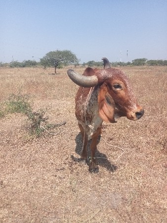 આ ગાય વેચવાની છે