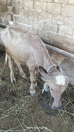 ભૂરો પાડો વેચવાનો છે