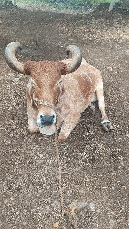 8 liter dudh hetu agla vetar ma